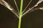 Tufted lovegrass